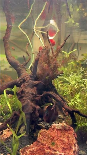 Live plantation #aquarium #aquascape #fish #discus #aquariumhobby