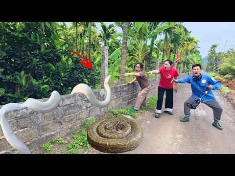 Brave soldiers used high-tech snake detectors to locate the giant python's nest.