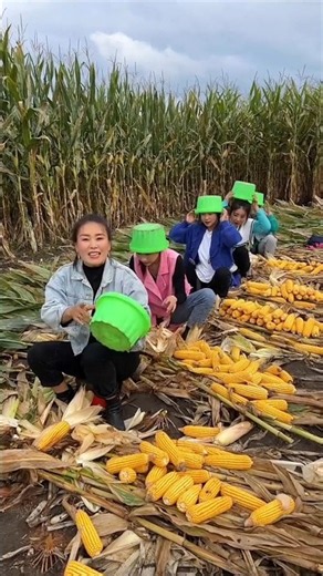 Essential farming tools for rural farmers | Amazing farming tools for corn farming 🧺 #tools #farming