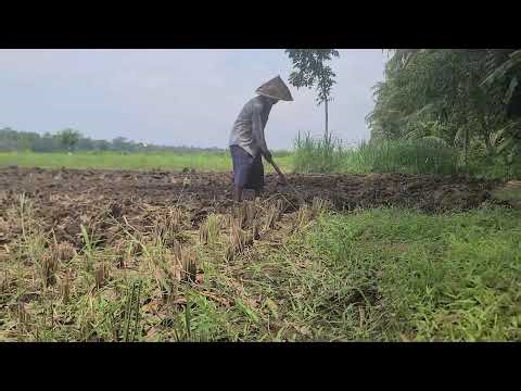 TIPS AND TRICKS FOR LOOSENING LAND WITH SIMPLE TOOLSagriculture farming