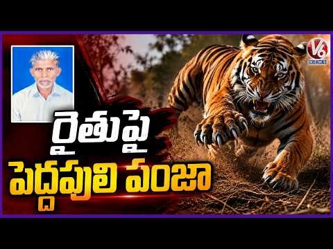 Tiger Attack On Tribal Farmer In Chandrapur Maharashtra | V6 News