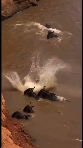 This Is What a Wildebeest Stampede Really Looks Like