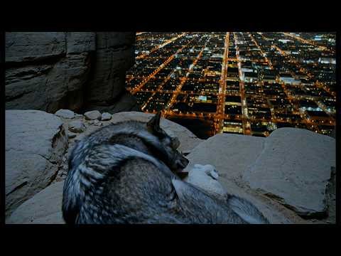 Deep Dream Alpha & Theta Waves | 10 Hrs Black Screen | Peaceful Wolf & Lamb ⁨@TheLoveofSleep⁩