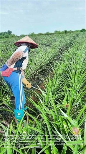 Pineapple Farm Pruning: Farmer Trimming Leaves in Pineapple Field