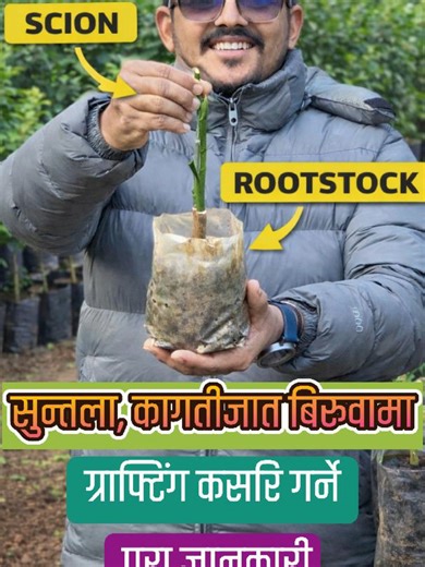 सुन्तला, जुनार र कागतीको सफल कलमी गर्ने तरिका