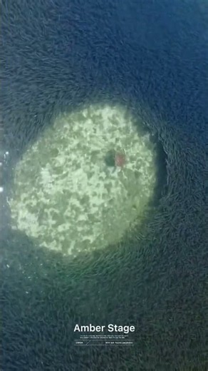 It's the exclusive stage of a million fish, and the swarms of silverfish, which in a moment create a