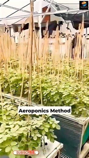 Aeroponics Method ll TOT FACTS