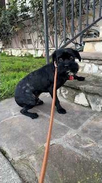 Terrified Foster Dog Finally Takes His First Step Outside | The Dodo