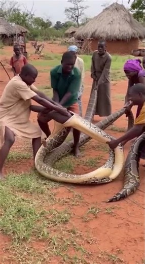 🐍 Python Attack! Collapse in Tribal Village 😱#GiantPython #TribalVillage #WildLife #Shorts