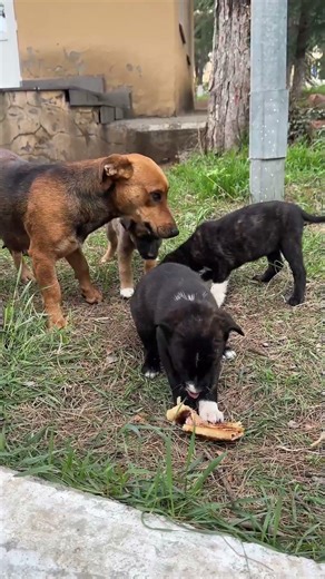 On a scale of 1 to 10, how much do you love dogs? ❤️