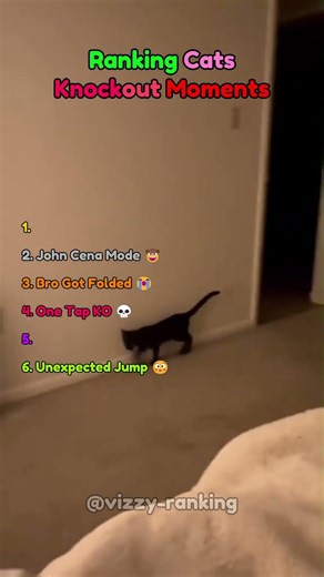 Ranking Cat Knockout Moments 😭