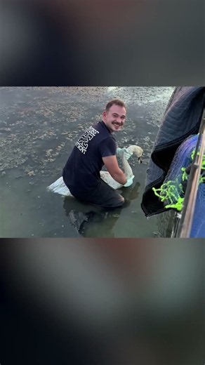 🚒 Converse Firefighters rescue struggling swan caught in lure