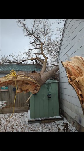 This failed Manitoba Maple has been secured and stabilized to reduce immediate risk 🌳💪 High winds and saturated ground can cause sudden failures like this, and making the area safe as quickly as possible is critical. We’ve secured the tree to prevent further movement and will continue to monitor conditions as the storm moves through. If you’re seeing similar issues around your property, don’t ignore them — tree failures can escalate fast during wind events. #DriftwoodTreeService #StormDamage #