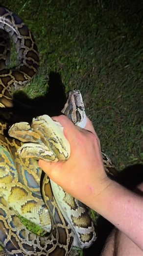 Garrett Galvin on Instagram: "Removing tons of invasive pythons! #wildlife#snake#florida#animals#reels"