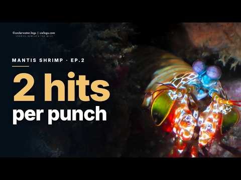 EP.02: The Peacock Mantis Shrimp's 80 km/h Punch
