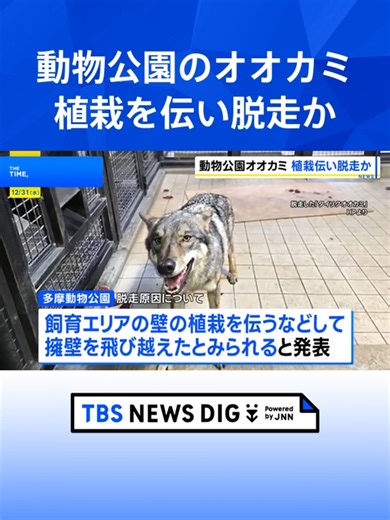 オオカミは飼育エリアの壁に生えた植栽を伝って擁壁を飛び越え脱走か 麻酔銃など使い園内で捕獲 東京・日野市の多摩動物公園#tbs #tiktokでニュース