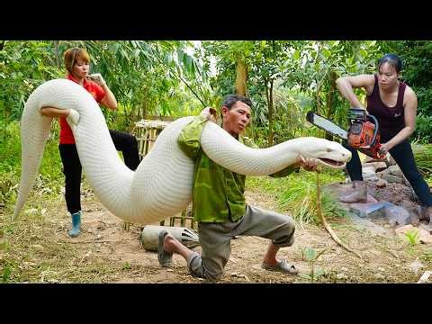 72 Hours of Python Hunting 😱 Setting Traps in the Forest – Brave Woman Fights with a Chainsaw