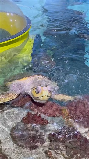 Loggerhead Sea Turtle - Oklahoma Aquarium 2026 #shorts #travel #animals