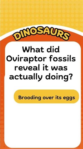 Trivia questions - Multiple choice in various categories - Challenge yourself