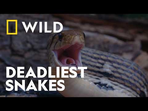 The Deadly World of Snakes: Venom, Hunts and Survival | Snakemania | National Geographic WILD UK