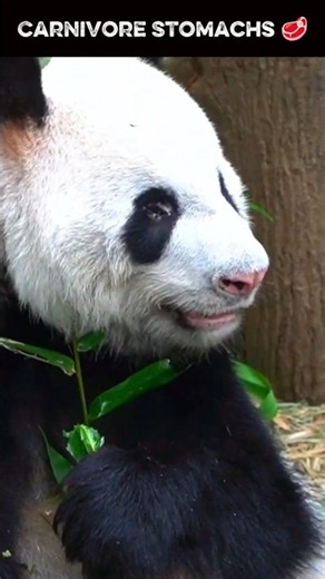 Why Pandas Are ACTUALLY Carnivores 🥩🤯 #wildlife #Animals #cute