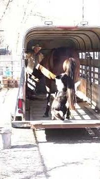 Horse Trailer Loading by a Dog || ViralHog