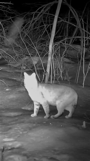 Forest Predator - TrailCam Catches Prowling Bobcat