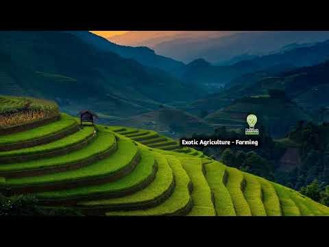 UNBELIEVABLE SPEED! FARMERS PULL RICE SEEDLINGS IN MINUTES FOR TRANSPLANTING - Agriculture Farming