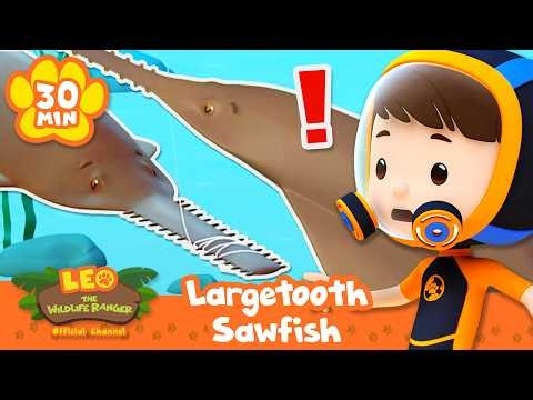 What's that on the Largetooth Sawfish's snout? | Leo the Wildlife Ranger | Learning Animal Cartoons