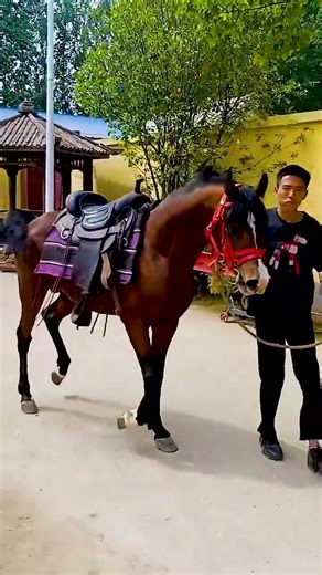 No matter how short tempered you are, you must obey me ✨🥰