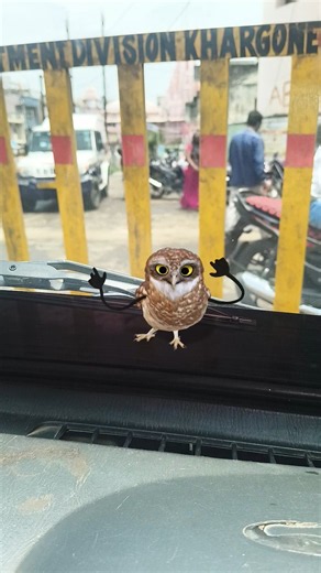 ullu 🥶#shortsfeed #youtubeshorts #trendingshorts #viralshorts #funny #comedy