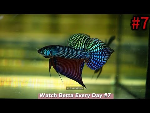 Smaragdina Guitar Green Betta Fish #7 WildBetta fish |Guitar Green| & |WildBetta| ,Betta FishGUITAR