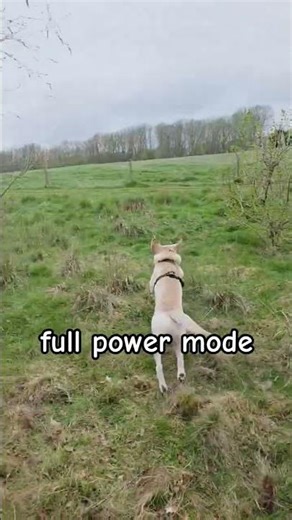 wait… what is he chasing?