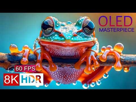 OLED MASTERPIECE 8K HDR 60FPS – Infinite Contrast