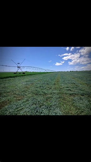 Lucerne Farming Tips: How to Grow and Use Lucerne (Alfalfa)