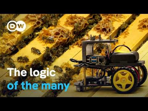 From bees to robots: The new power of swarm intelligence | DW Documentary