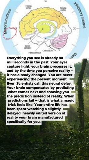 Your Brain Is Lying to You Every Second. Scientists Just Proved It.