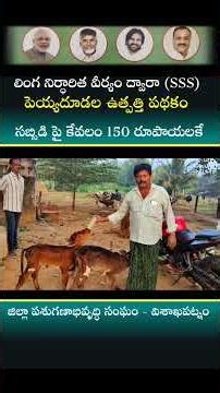 అన్ని ఆడ దూడలు నిజమేనా? రైతులు ఏమంటున్నారు? దూడలు ఎలా ఉన్నాయి? #drmadina