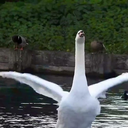 Wait for it… This Swan EXPLODES into Motion! 🦢💥