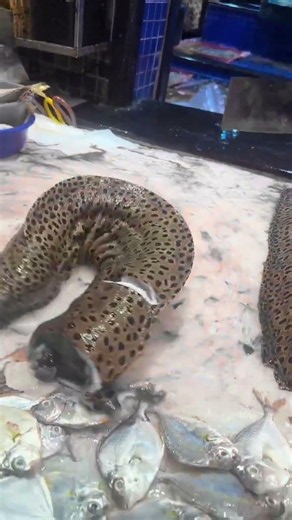 Giant Moray Eel Attack Reaction 😱 | Dangerous Sea Creature at Live Fish Market