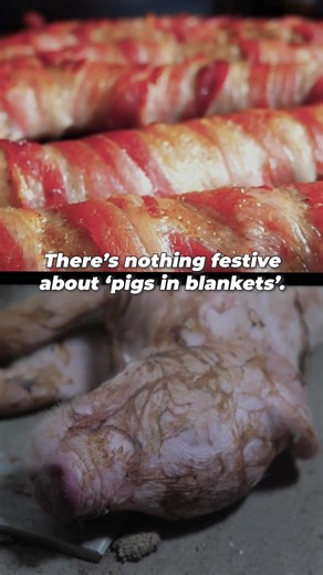While you celebrate with family, pigs suffer in fear and die alone. Choose a cruelty-free Christmas. Leave pigs off your plate. | PETA UK