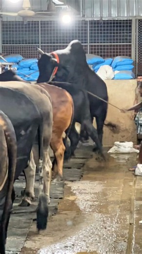 Muscular Sahiwal cross bull leap out of the barn 🐂⚡