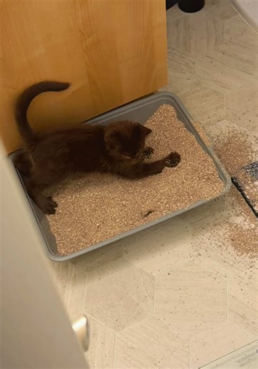 Kitten Sandbox Play: Tips for Training Your Cat
