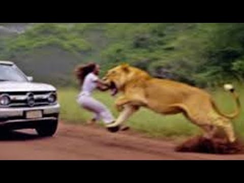 Craziest Animal Encounters Of All Time !