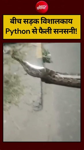 #shorts: बीच सड़क विशालकाय Python से फैली सनसनी! Faridabad News | #shorts #viral Python Viral Video