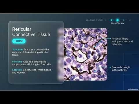 Intro to Tissues & Connective Tissues