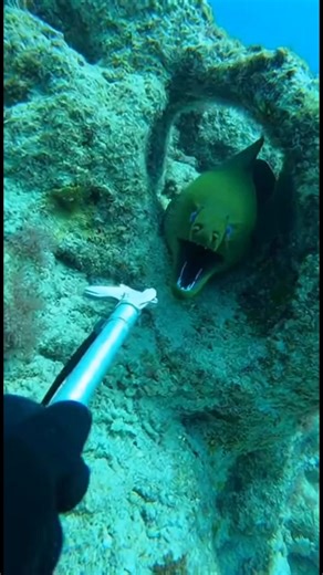 😱🫣 This could’ve ended VERY wrong 😱 A moray eel explodes out of its cave and bites the spear with full force. One wrong move and this turns into a nightmare underwater. Watch till the end ⚠️🌊 #OceanLife #SeaCreatures #WildNature #UnitedStates | Khaway Gomez