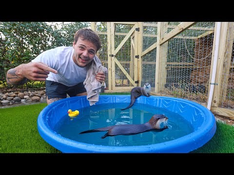 My BABY OTTERS FIRST TIME SWIMMING!!