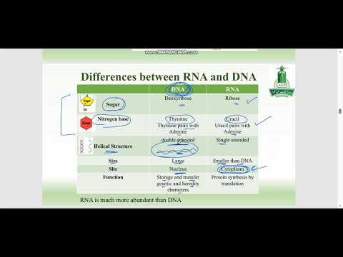 Nucleic Acids 3 RNA