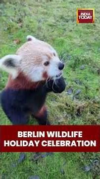 Berlin Zoo Residents Enjoy Festive Holiday Treats | Wildlife Celebration #BerlinZoo #wildlife